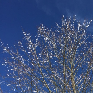 beautiful ice tipped branches this morning